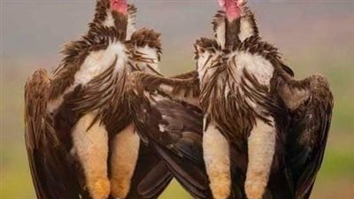 كيف تختار انثى النسر أبا لى صغارها قصه كامله