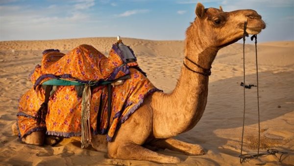 موقع أيام نيوز