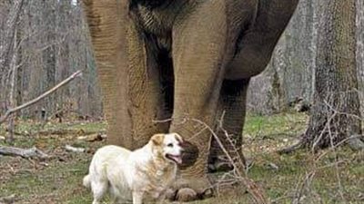 سمعتو قصة🐘 الفيلة والكلبة 🦮 🤔🤔