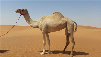  لماذا دعانا الله للنظر الى الابل كيف خُلقت ؟ دون سائر المخلوقات .. شاهدوا المفاجأة التي كشفها العلم الحديث !!  
