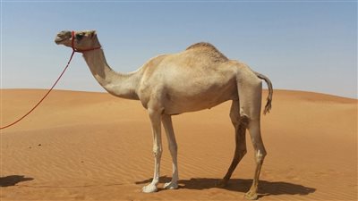 لماذا دعانا الله للنظر الى الابل كيف خُلقت ؟ دون سائر المخلوقات .. شاهدوا المفاجأة التي كشفها العلم الحديث 