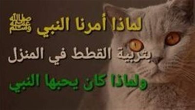 لما لم ينهي النبي عن تربية القطط 